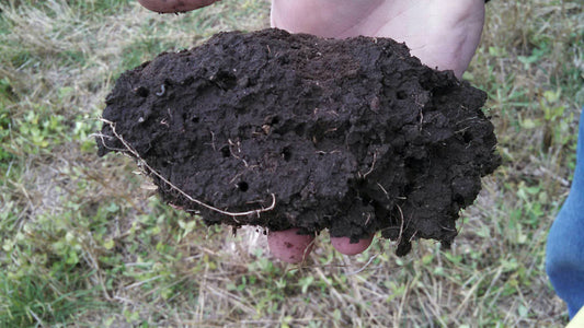 Amending Soil in the Spring is important for several reasons:
